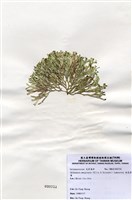 藏品(扁乳節藻)的圖片